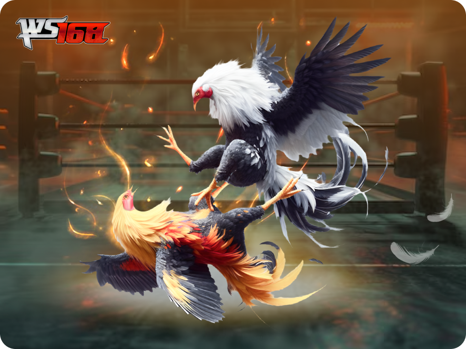 cockfighting ws168